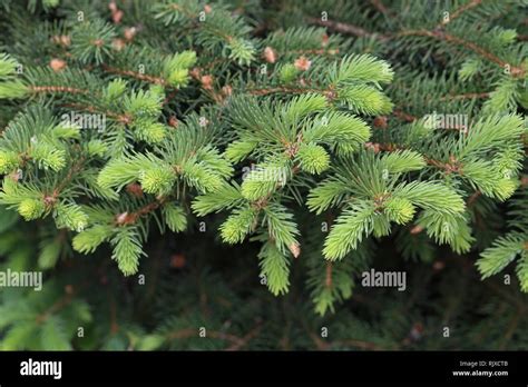 Coniferous Trees In Forest Needles Close Up Stock Photo Alamy