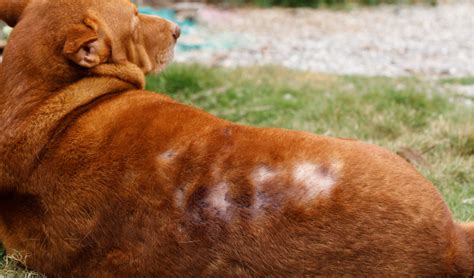Alopecia Hair Loss In Dogs Symptoms Causes Treatment Labres Vlr
