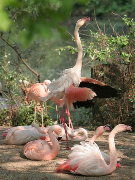 Der zoologische garten berlin ist der älteste tierpark deutschlands und wurde 1844 eröffnet. Zoologischer Garten Fotos in Berlin in Fotogalerie ...