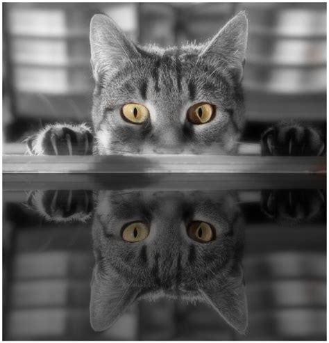Fuzzy Reflections Cat Photography Photography Tutorials Digital