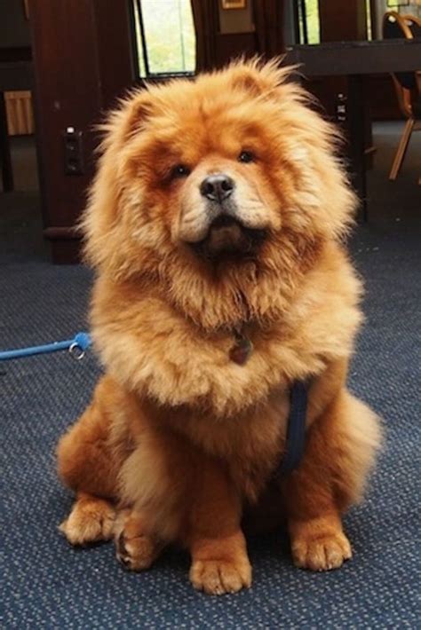 These Adorable Chubby Puppies Look Just Like Teddy Bearsget Ready For Cuteness Overload