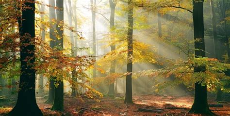 Sun Rays Forest Fall Leaves Trees Mist Sunlight Nature Landscape