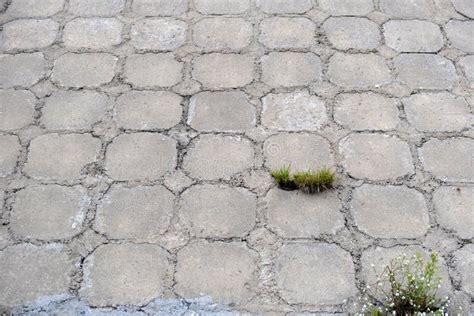 Background Of Concrete Square Tiles Grass Sprouted Between Plates Stock