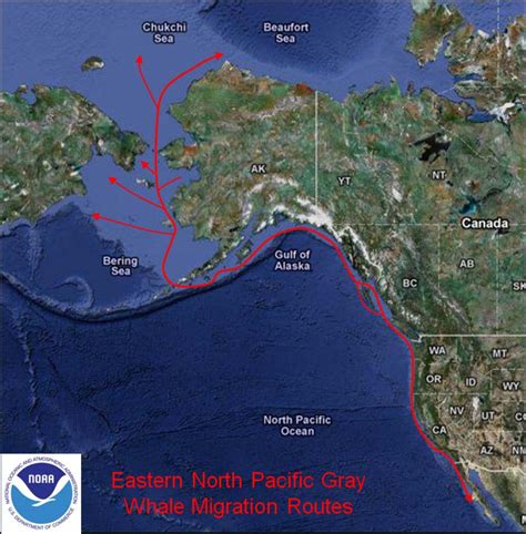 Whales Still Migrating In May Santa Cruz Waves
