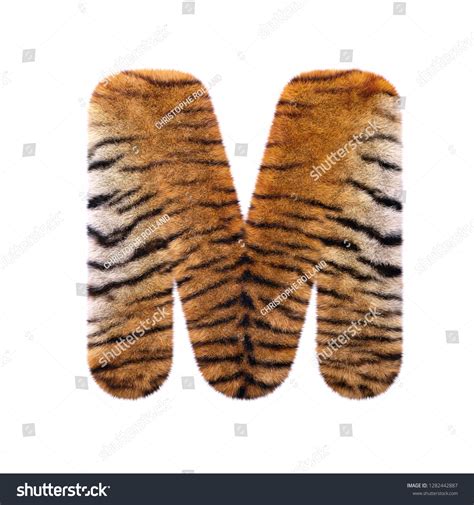 Tiger Letter M Uppercase D Feline Stock Illustration