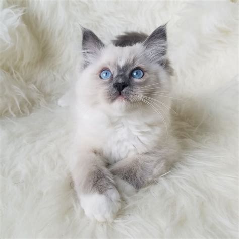 Hello Future Ragdoll Owners If You Are Interested In Adopting One Of