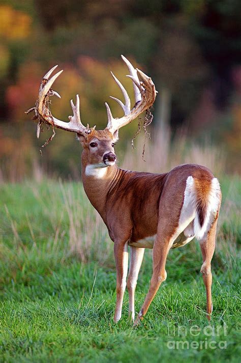 White Tailed Deer Buck Shedding Velvet Photograph By Timothy Flanigan