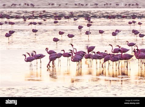 Flamingos Salinas Walvis Bay Namibia Africa Stock Photo Alamy