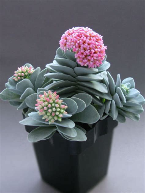 Elle, part of the hearst uk fashion & beauty network elle participates in various affiliate marketing programs, which means we may get paid commissions on. Crassula 'Morgan's Beauty' | World of Succulents