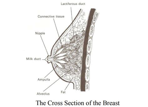 Physiology Of Lactation Breast