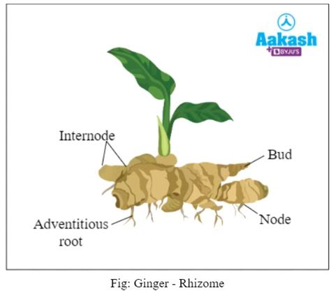 Vegetative Propagation Definition Advantages And Examples Aesl