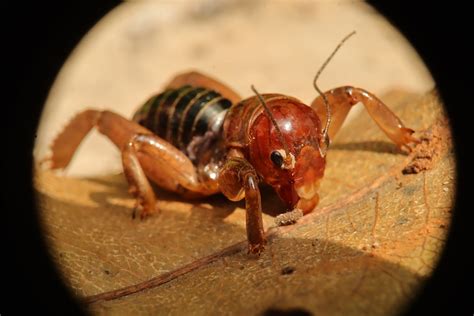 The cricket pitch, also known popularly as the 'wicket' or the 'track', is where most of the action happens in a game of cricket. What Is A Jerusalem Cricket? - Aantex