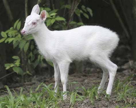 Rare White Faced Fawn Finds Home After Being Abandoned By Mother