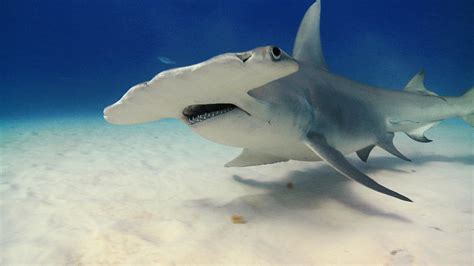 The Hammerhead Electric Vision Shark Shark Week Discovery
