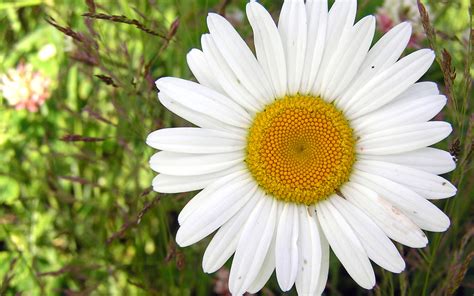 96 Best Ideas For Coloring Daisy Petals Picture