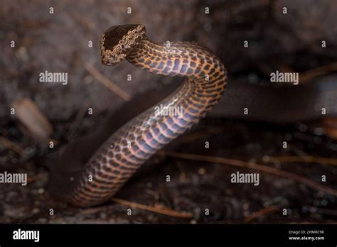 Golden Crowned Snake Cacophis Squamulosus In Defence Posture Byron