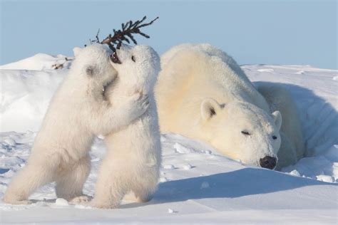 Polar Bear Cubs ‘hug As They Step Out With Their Mum For Some Winter