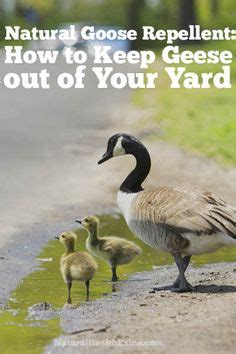 Keeping a flock of geese away from a field or pond presents a unique set of challenges. Geese Invasion? How to Keep Geese Away From Your Property ...