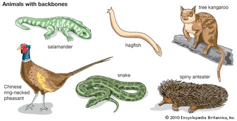 Animals Without Backbones