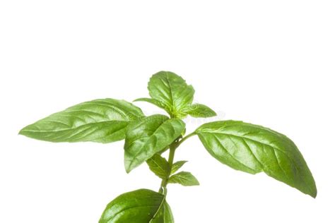 The Fresh Basil Leaves Isolated On White Background Stock Image Image