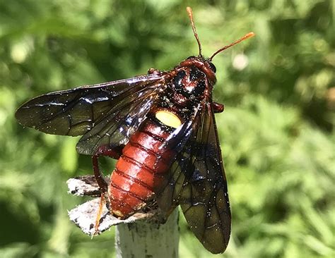 Horntails Wood Wasps And Sawflies Archives Whats That Bug