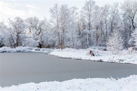 Winter Scene With Frozen Pond And Snow On Trees On The Lakeside Int