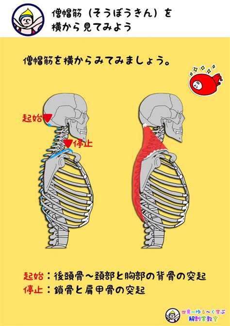 An Image Of The Back Side Of A Skeleton With Muscles Labeled In English And Chinese