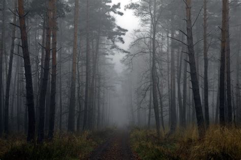 Moody Forest Framefinder Flickr