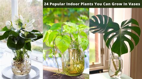Popular Indoor Plants You Can Grow In Vases Youtube
