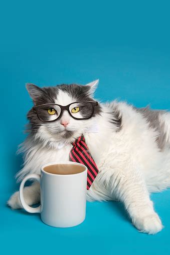 Business Cat With Coffee Stock Photo Download Image Now Istock