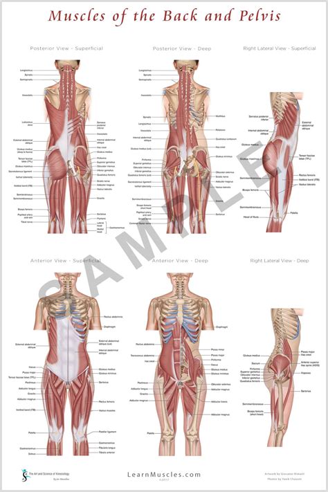 Muscles Of The Back And Pelvis X Premium Poster Learn Muscles