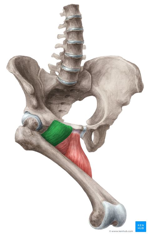 Musculus Pectineus Anatomie Funktion And Klinik Kenhub