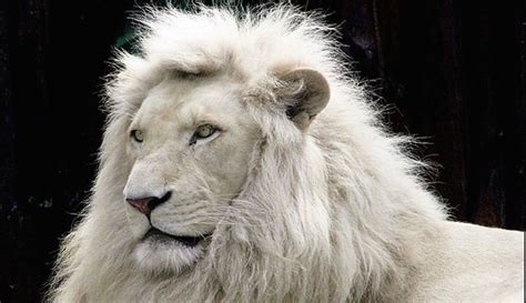 Albino Animals Are A Stunning Oddity Of Nature For The Win