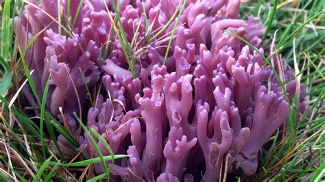 Rare Violet Coral Fungus Found On Llyn Peninsula Bbc News