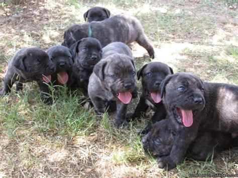 Beautiful Cane Corso Puppies For Sale In Los Angeles California