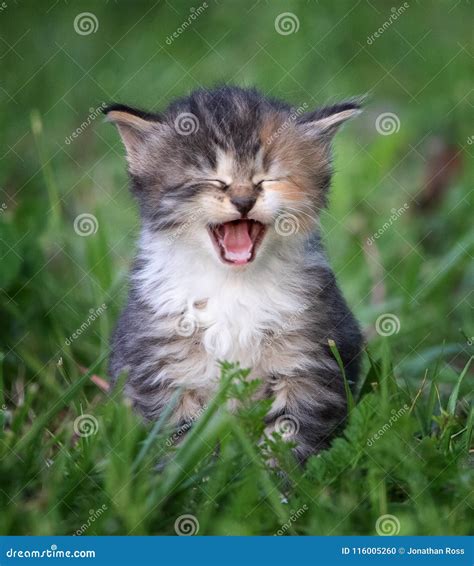 Laughing Kitten Stock Photo Image Of Funny Tone White 116005260