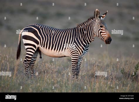 Zebra Stallion High Resolution Stock Photography And Images Alamy