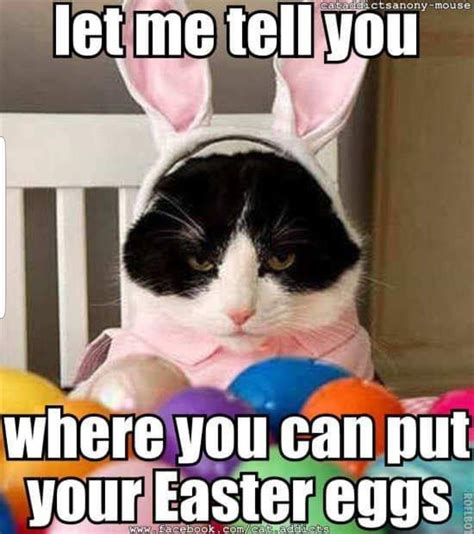 Pin By Fi On Easter Funny Easter Pictures Easter Humor Easter Cats