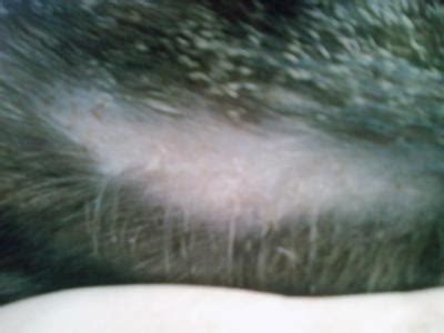 This may be particularly defined after winter. Cat Hair Loss Questions
