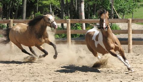 Free Running Horse Photos And Pictures Freeimages