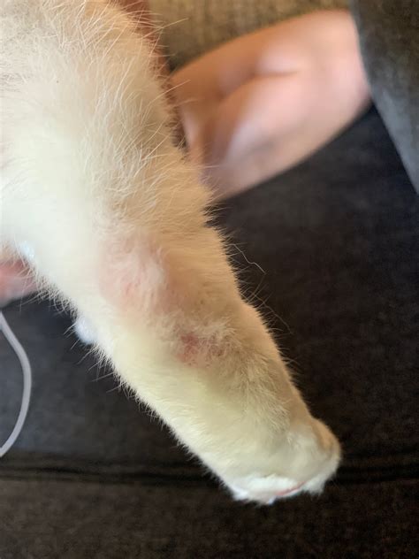 My Cat Has These Scabs On His Body Not Sure If They Are From Him