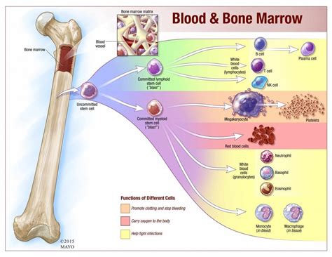 Blood And Bone Marrow From Mayoclinic White Blood Cell Count Low