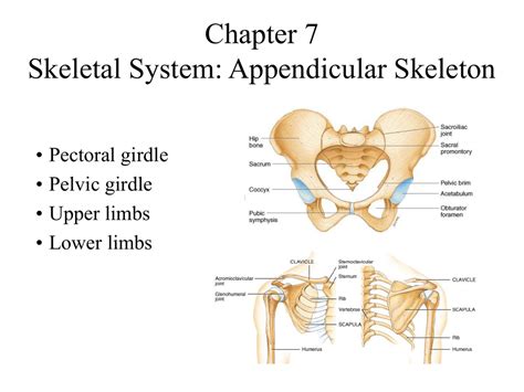 Introduction To The Appendicular Skeleton