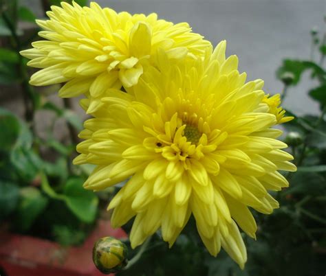 Yellow glowing flowers | Glowing flowers, Flowers, Plants