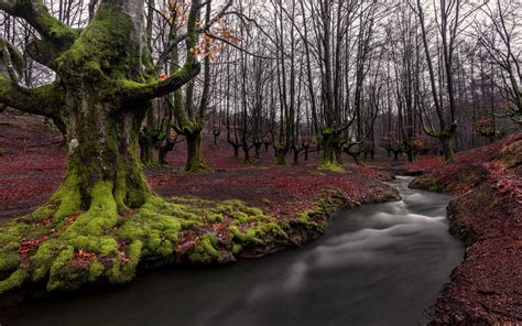 River Stream Leaves Moss Autumn Trees Beech Spain Basque
