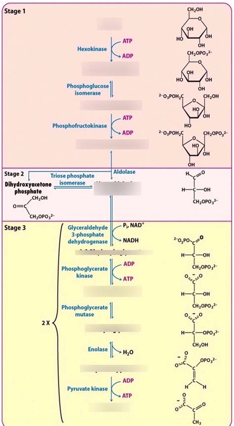 Glycolysis Products Diagram Quizlet