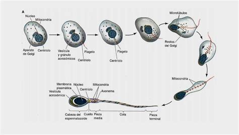 El Proceso De Desarrollo Del Esperma Lleva 3 Meses