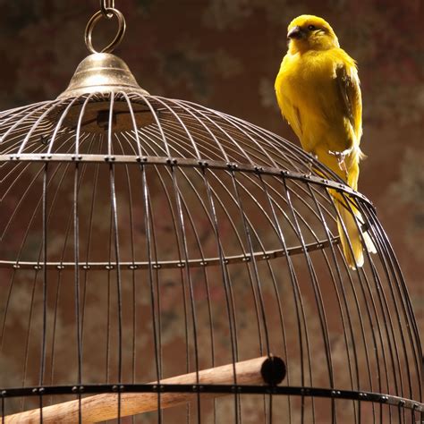 Know The Risks Before You Diy A Bird Cage