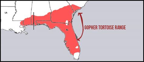Gopher Tortoise Facts Films Conservation Efforts And Research