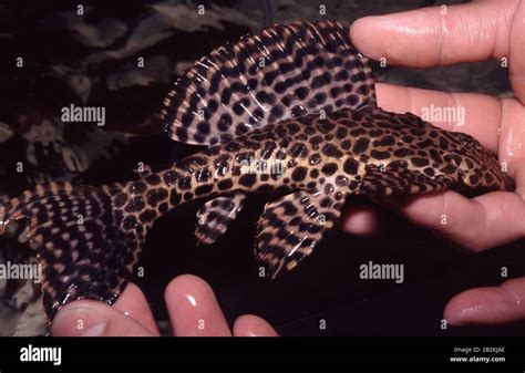 Spotted Sailfin Pleco Glyptoperichthys Joselimaianus Stock Photo Alamy